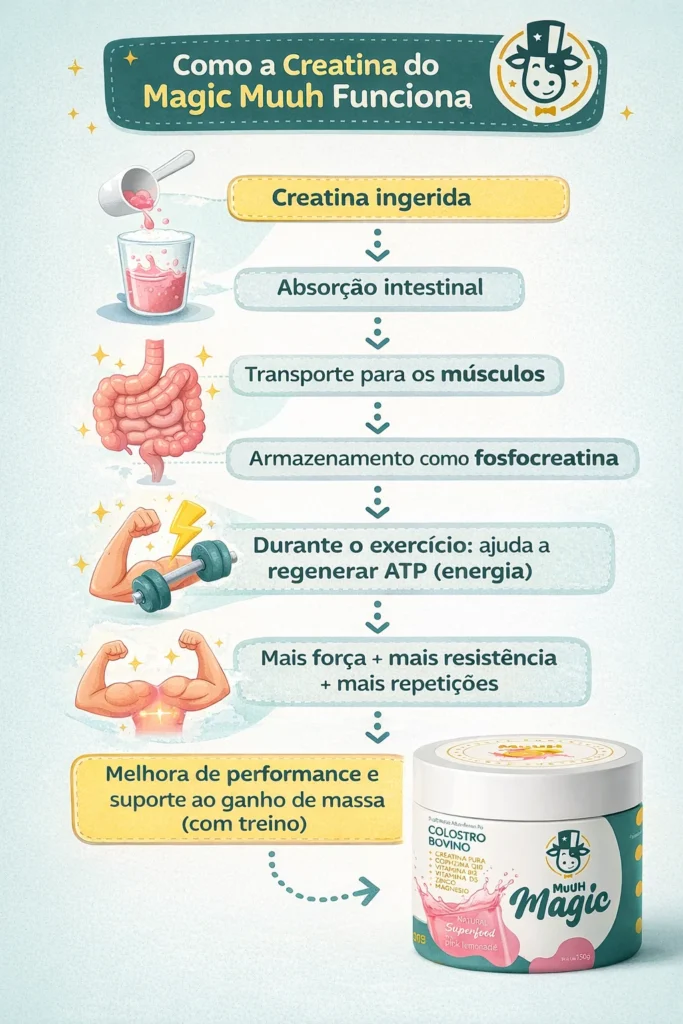 funcionamento creatina magic muuh no organismo